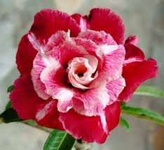 Flor Dobrada Rara